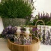 Flora Lavendel