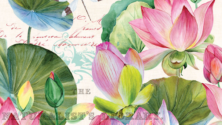 323 Water Lilies