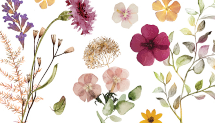 811447 – Pressed Flowers-720×405-2